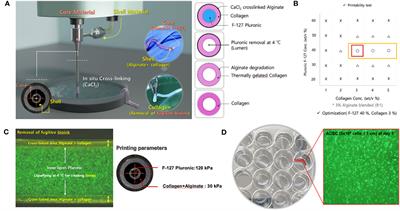 Effect of collagen endometrial patch loaded with adipose-derived mesenchymal stem cells on endometrial regeneration in rats with a thin endometrium